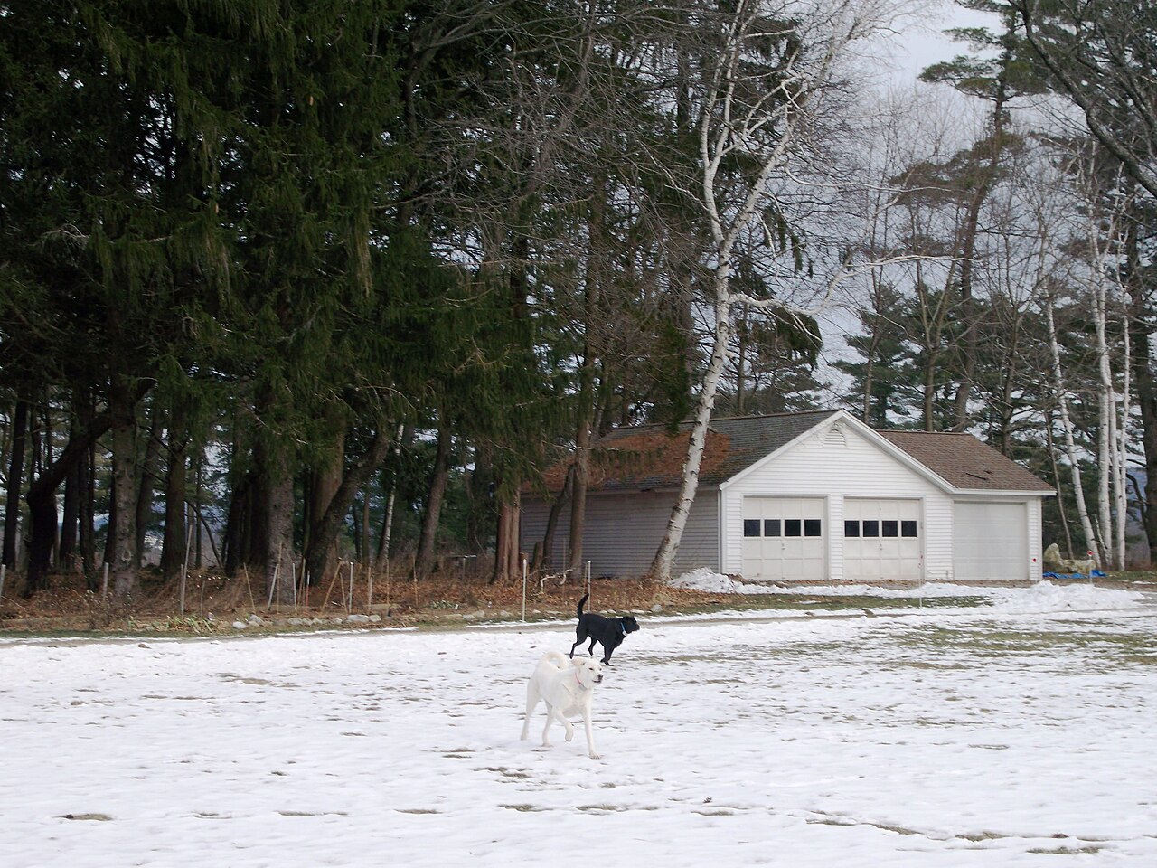 Lenox &mdash; Running Dogs Fox Hollow Drive Lenox Berkshire Massachusetts