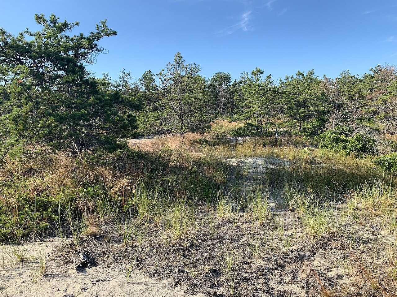 Provincetown — Provincetown Coastal Pine Barrens