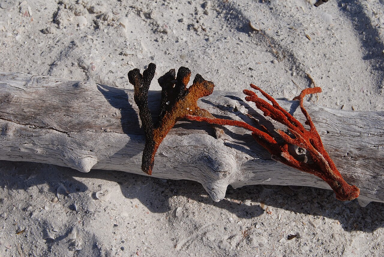 Marco Island &mdash; Sponges, Marco Island, Florida - panoramio