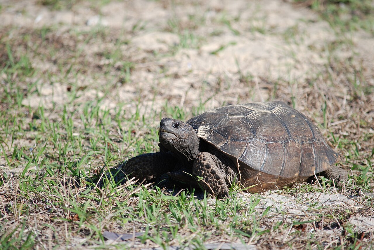 Marco Island &mdash; Gopher tortoise, Marco Island, Florida - panoramio