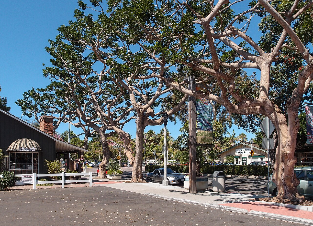 Carlsbad &mdash; Carlsbad Cityscape Trees 2013