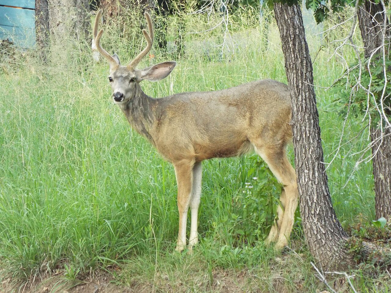 Ruidoso &mdash; Mule Deer, Upper Canyon, Ruidoso, New Mexico, August 31, 2018 (43479211465)