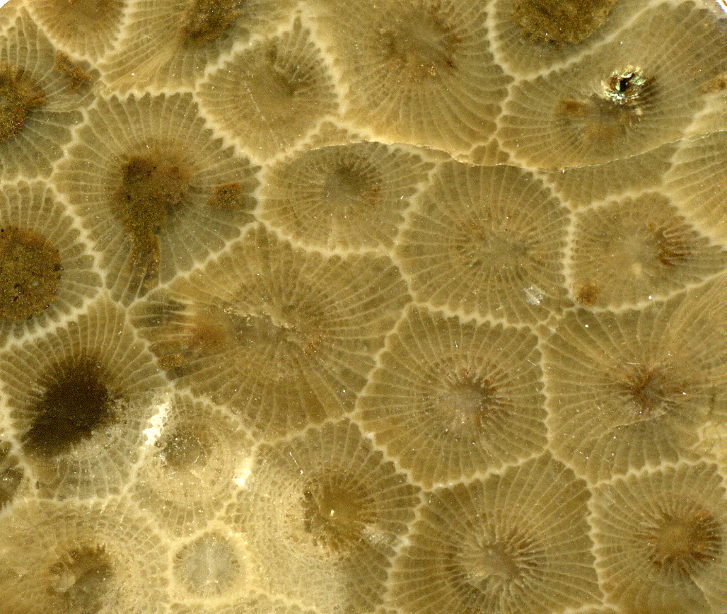 Petoskey &mdash; Hexagonaria percarinata fossil coral (Petoskey Stone), Michigan
