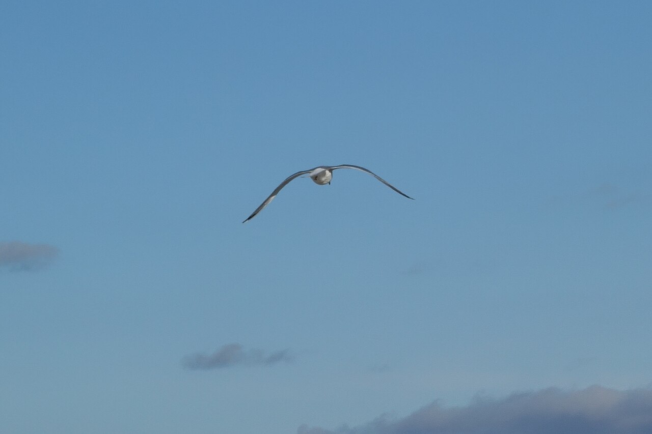 Salem &mdash; Seagull in Salem, December 2018
