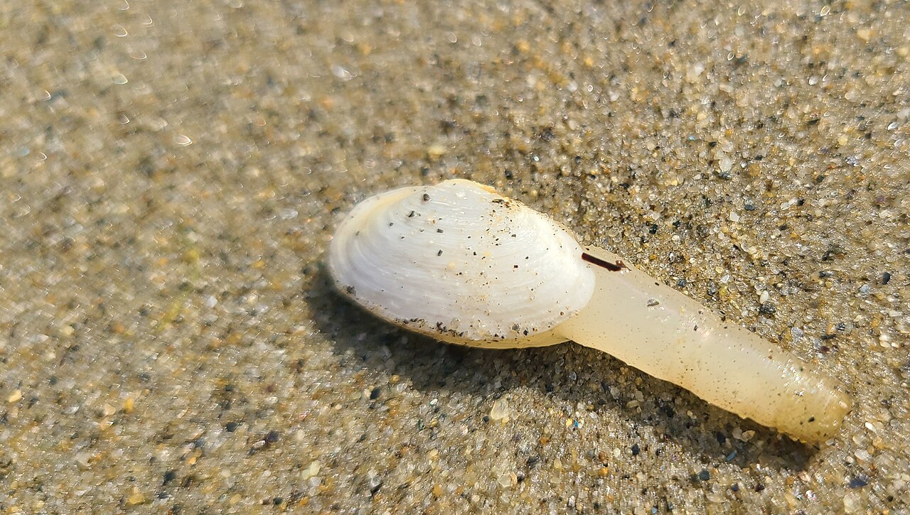 Boothbay Harbor — Clam with its siphon out in Boothbay Maine