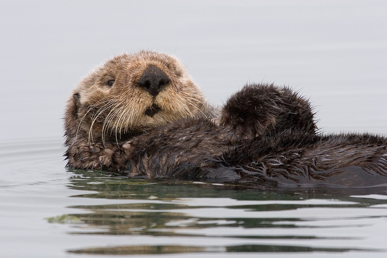 Morro Bay &mdash; Sea-otter-morro-bay 13