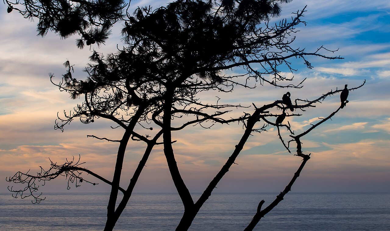 La Jolla &mdash; Cormorants silhouette in La Jolla (70737)