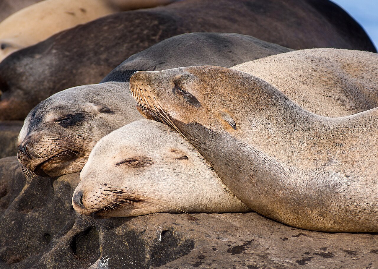 La Jolla &mdash; California sea lion nap time in La Jolla (70474)
