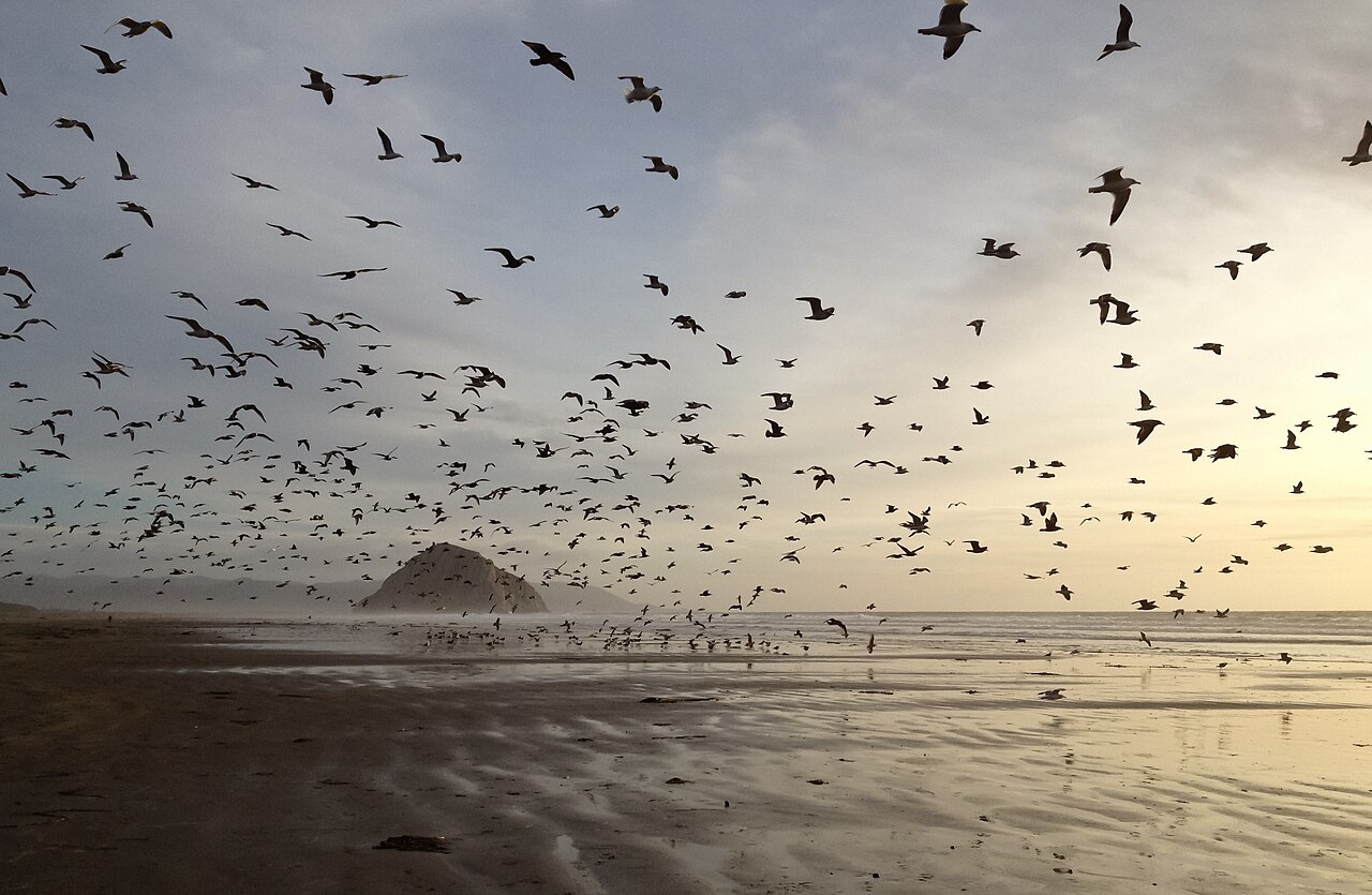 Morro Bay &mdash; Gulls on Morro Strand State Beach