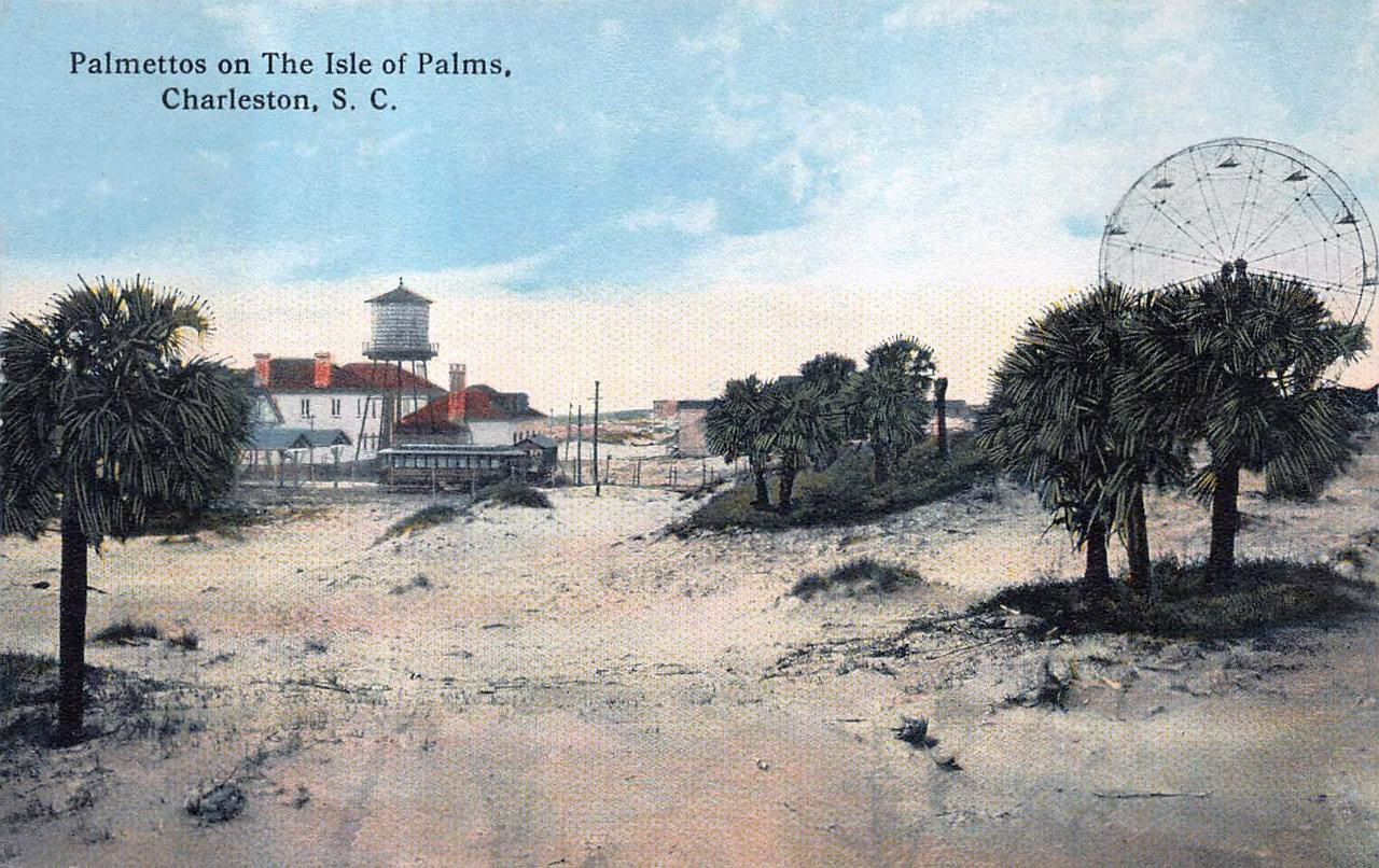 Isle of Palms — Charleston - Palmettos on the Isle of Palms