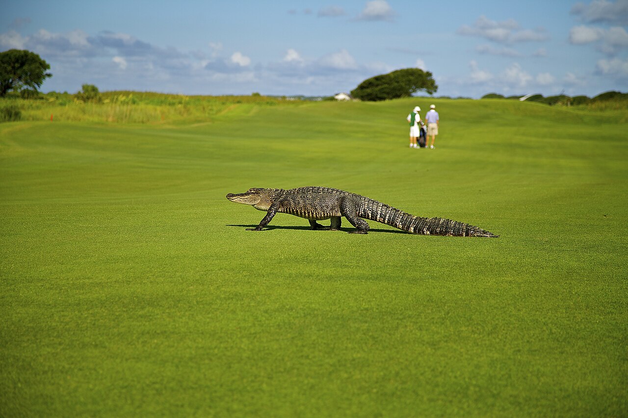 Kiawah Island — Kiawah Gator