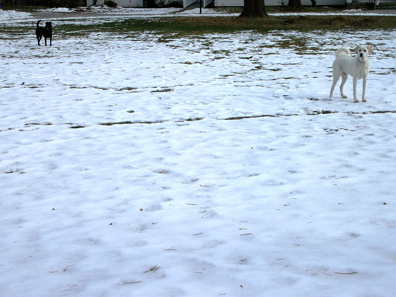 Lenox &mdash; Standing Dogs Fox Hollow Drive Lenox Berkshire Massachusetts
