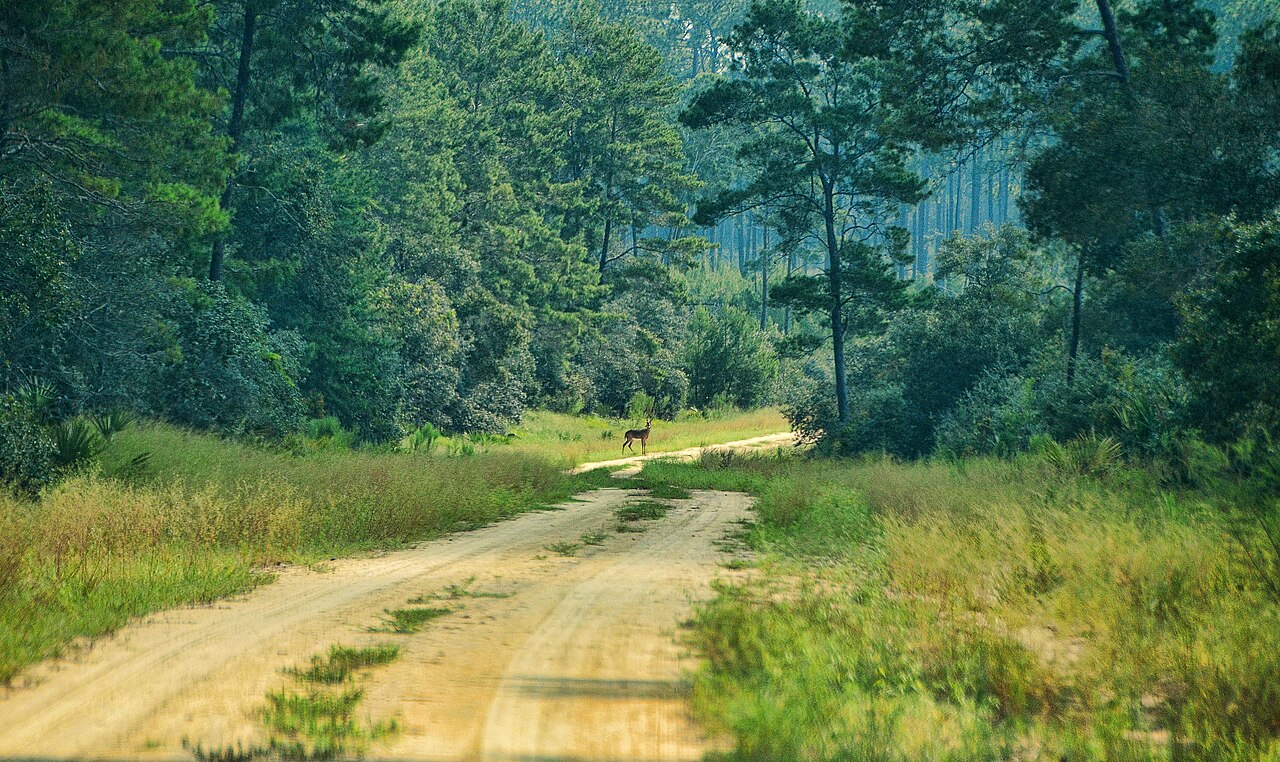 Ocala &mdash; Ocala National Forest, Ocala, Florida, US