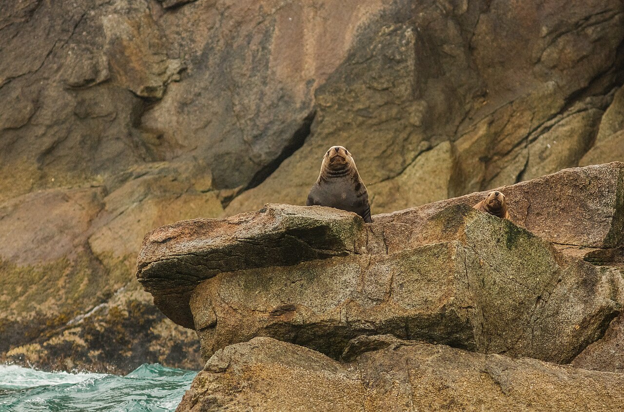 Seward &mdash; Leones marinos de Steller (Eumetopias jubatus), Bahía de Aialik, Seward, Alaska, Estados Unidos, 2017-08-21, DD 80
