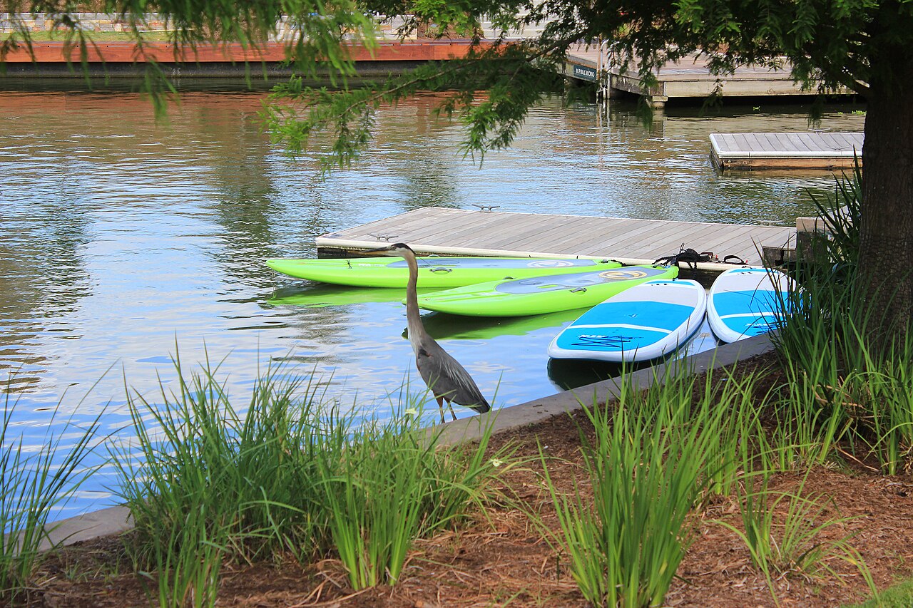 The Woodlands &mdash; Great Blue Heron, Woodlands Waterway