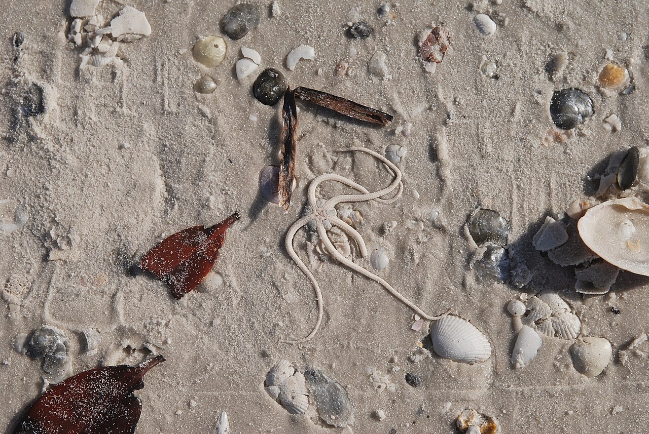 Marco Island &mdash; Starfish, Marco Island, Florida - panoramio